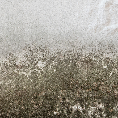 How To Remove Mildew On A Painted Wall