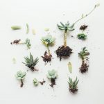 shami plant benefit