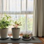 indoor plants