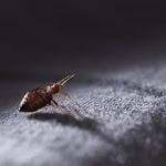 ged rid of bed bugs