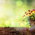 home garden